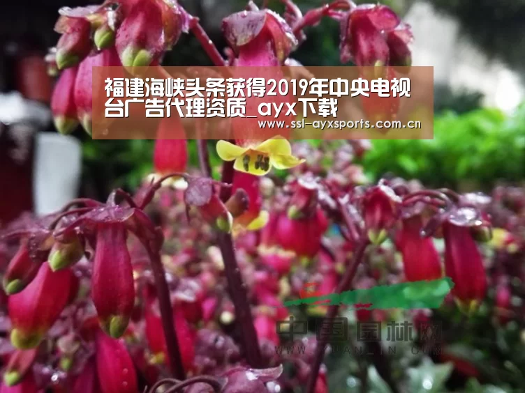 福建海峡头条获得2019年中央电视台广告代理资质_ayx下载(图2) 爱游戏官网